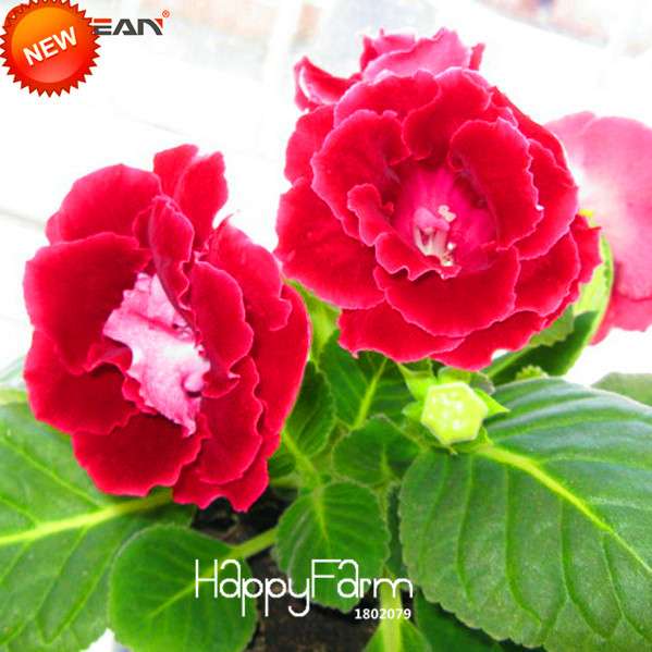 Red Gloxinia Seeds - Perennial Sinningia Speciosa for Bonsai, Balcony & Home Garden - Easy-Grow Flowers