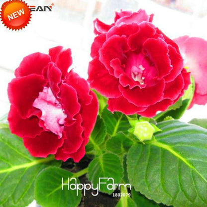 Red Gloxinia Seeds - Perennial Sinningia Speciosa for Bonsai, Balcony & Home Garden - Easy-Grow Flowers
