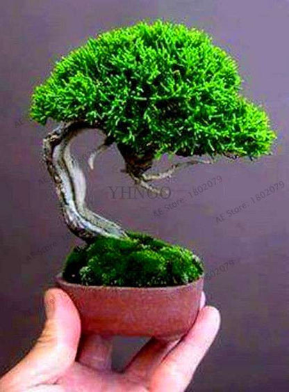 Mini Pine Bonsai Seeds for Indoor Gardens | Perennial Woody Plants