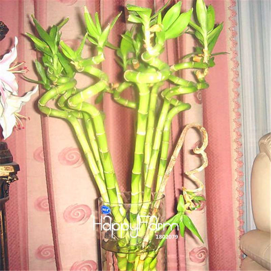 Lucky Bamboo Seeds - Easy-Grow Air Purifying Plants for Home & Garden DIY Planting