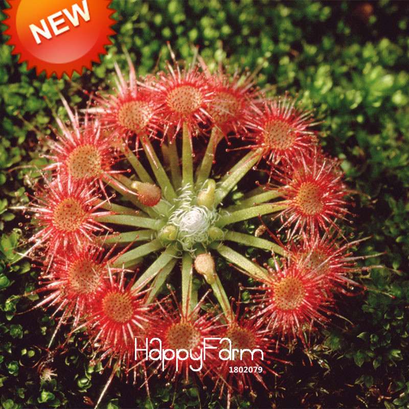Fine Silver Hair Sundew Seeds - Exotic Bonsai Plant for Home Garden, DIY Fresh Cordyceps, Unique Novelty Gift
