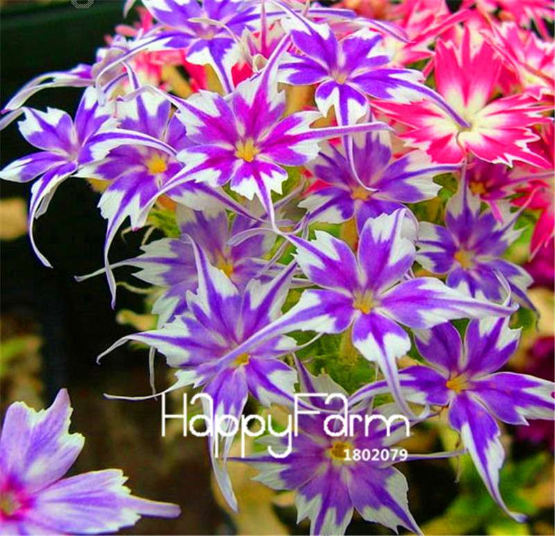 Phlox Drummondii Seeds - Twinkle Star Flower for Home & Garden | Fast-Growing, Vibrant Blooms