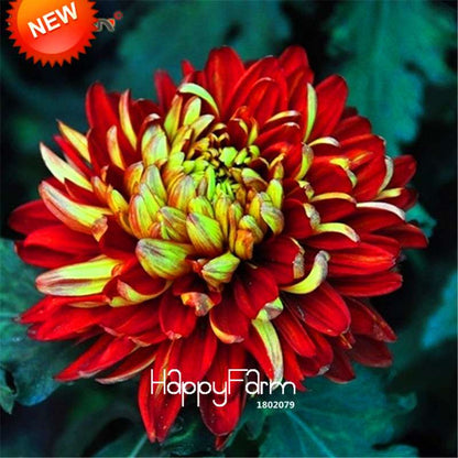 Orange Chrysanthemum Fireworks Flower Seeds - Bonsai Balcony Garden, Fast Shipping USA