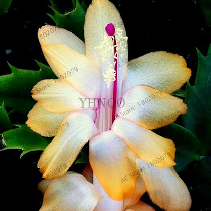 Mixed Color Christmas Cactus Seeds - Schlumbergera Bonsai Plant for Home & Garden Planting