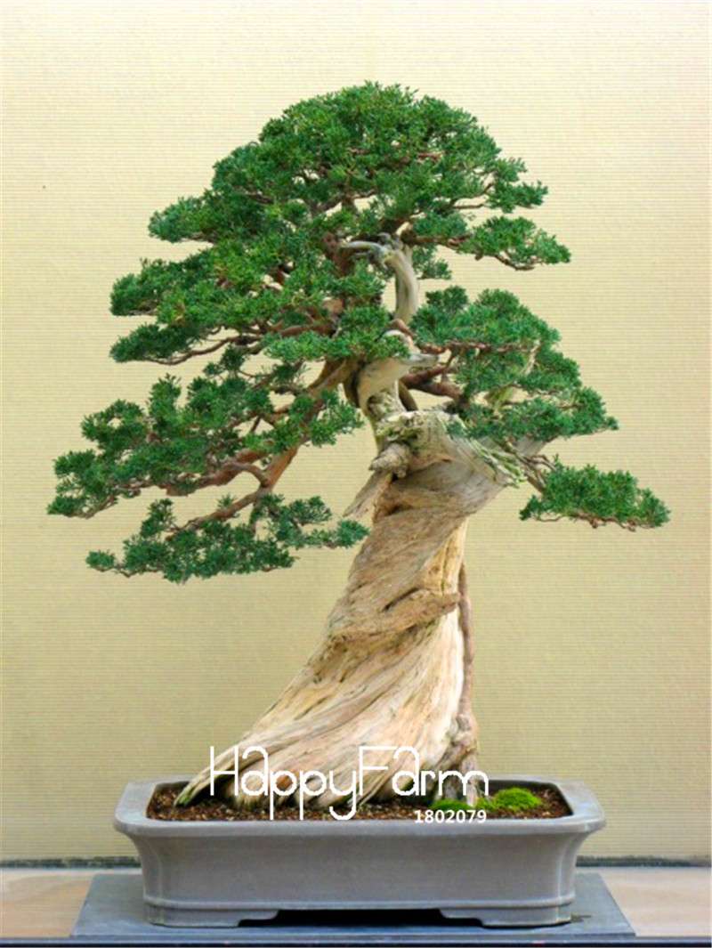 Juniper Bonsai Trees for Office & Home | Air-Purifying Potted Plants | Natural Decor