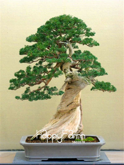 Juniper Bonsai Trees for Office & Home | Air-Purifying Potted Plants | Natural Decor