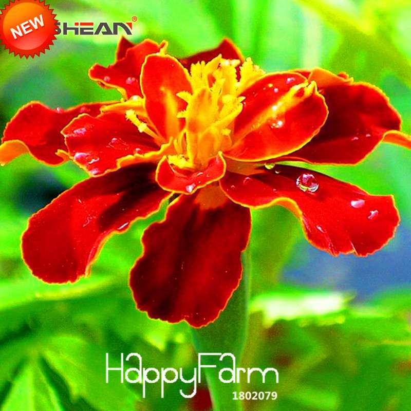 Red Maidenhair Seeds - Premium Flower & Herb Garden Kit for Bonsai, Pots & Outdoor Planting