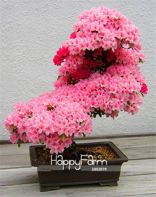 Japanese Sakura Bonsai Seeds - Easy DIY Garden Flower Kit for Home Planting