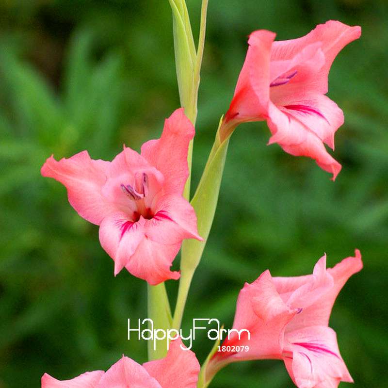 Pink Gladiolus Flower Seeds - for Home Garden, Sword Orchid Bonsai Plants