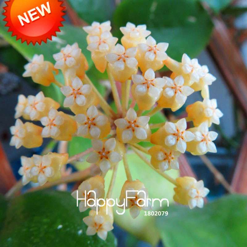 Hoya Seeds for Planting - DIY Home Garden, Potted Flowers, Bonsai & Orchid Seeds - Indoor/Outdoor