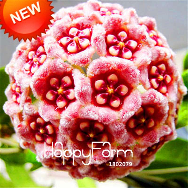 Hoya Seeds for Planting - DIY Home Garden, Potted Flowers, Bonsai & Orchid Seeds - Indoor/Outdoor