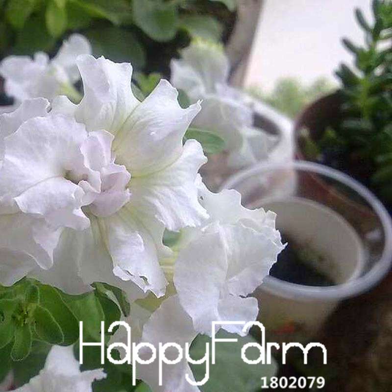 Premium White Petunia Seeds - for Garden, Bonsai & Balcony | Easy-Grow Flower Seeds