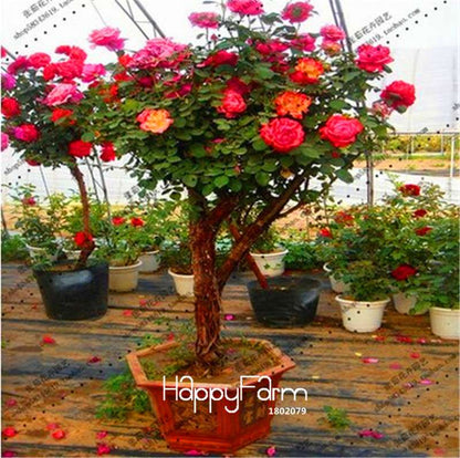 Rare Rosa Chinensis Seeds - Fresh Dendroidal Rose Tree Seeds for Planting, Exotic Flower Garden