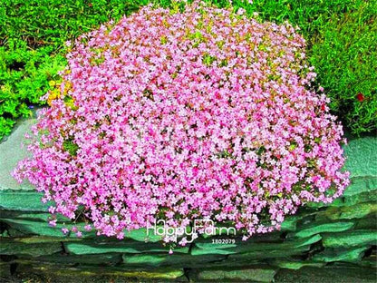 Gypsophila Seeds - Fragrant Bonsai Flowers for Home Garden Planting