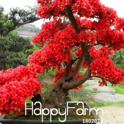 Red Japanese Cherry Blossom Seeds - Sakura Bonsai Tree Mix for Garden & Courtyard