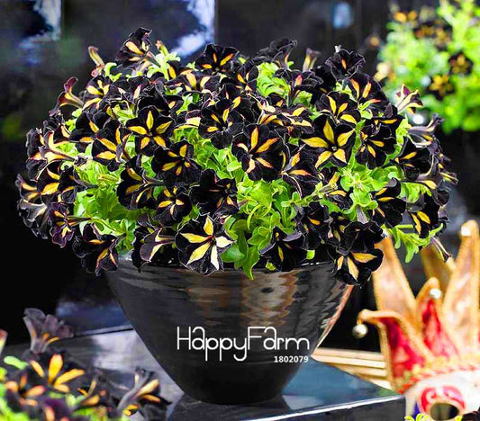 Black Star Petunia Seeds - Vibrant Morning Glory Flowers for Garden & Patio Planting