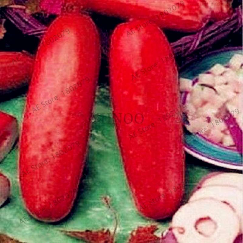 Organic Japanese Mini Cucumber Seeds - Fresh, Non-GMO for Home Garden & Bonsai Planting