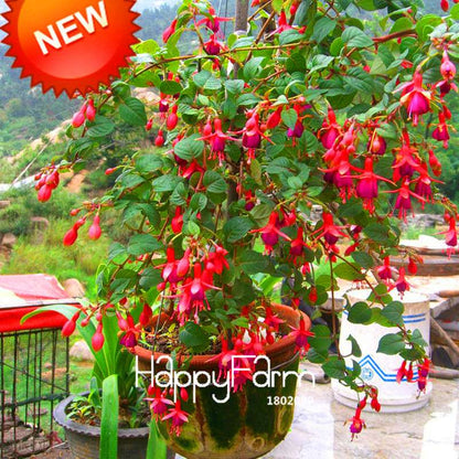 Red Fuchsia Seeds - Vibrant Hanging Potted Flowers for Home & Garden