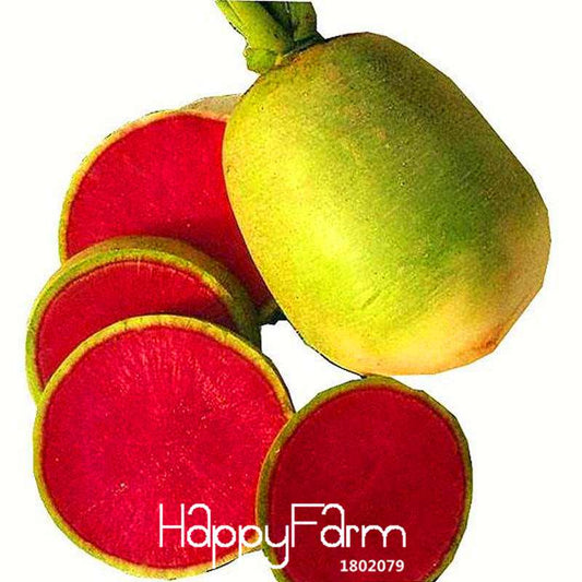 Organic Red Radish Seeds - for Balcony Potted Plants, Non-GMO Veggie & Fruit Garden Seeds
