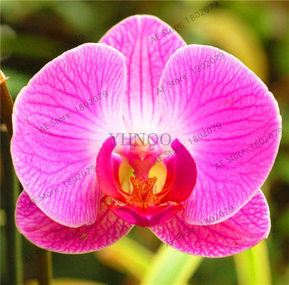 Rare Mixed Color Butterfly Orchid Seeds - Beautiful Bonsai Balcony Flowers for Garden Planting
