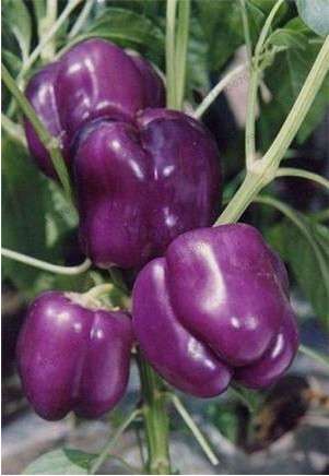 Giant Spicy Red Chili Pepper Seeds - Hot Heirloom Plants for Garden, Pots & Balcony - Non-GMO Bonsai Seeds
