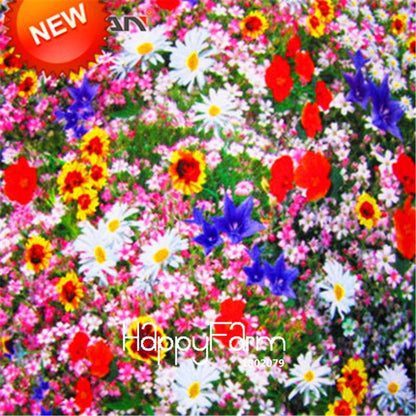 Mixed Wildflower Seeds - Perennial, Aromatic & Fragrant Flowers for Planting