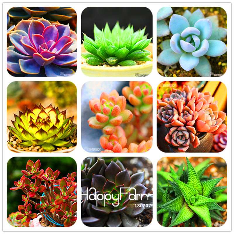 Succulents Seeds - 99 Varieties, Lithops & Bonsai Plants for Office - Easy to Grow, Bulk Pack