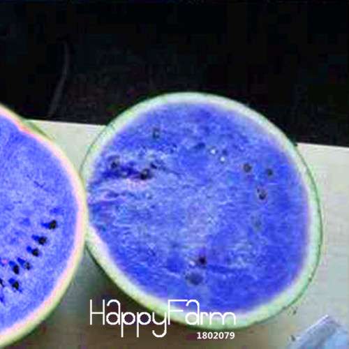 Blue Flesh Watermelon Seeds - Sweet, Non-GMO, Edible Fruit for Bonsai & Home Gardening