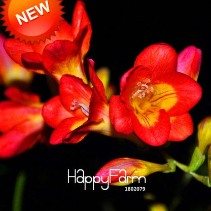 Red Freesia Seeds - Vibrant Potted Orchid Flowers for Home Garden Planting (USA Shipping)