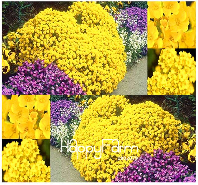 Basket of Gold Alyssum Seeds - Perennial, Cold Hardy, Perfect for Rock Gardens & Landscaping