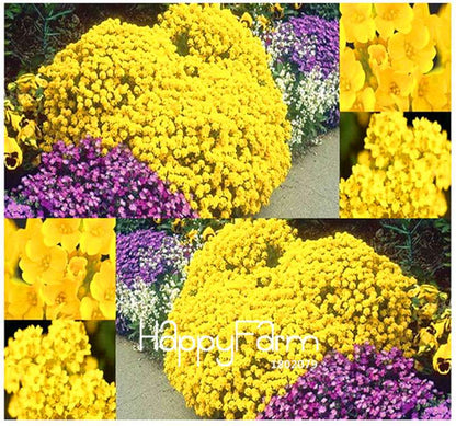 Basket of Gold Alyssum Seeds - Perennial, Cold Hardy, Perfect for Rock Gardens & Landscaping
