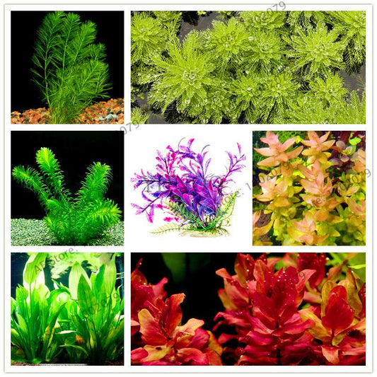 Mixed Aquarium Plants Seeds - Fish Tank Decor, Live Water Grass for Aquatic Plant Lovers