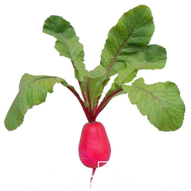 Organic Non-GMO Red Radish Seeds - Premium Vegetable & Fruit Garden Seeds for Home Planting
