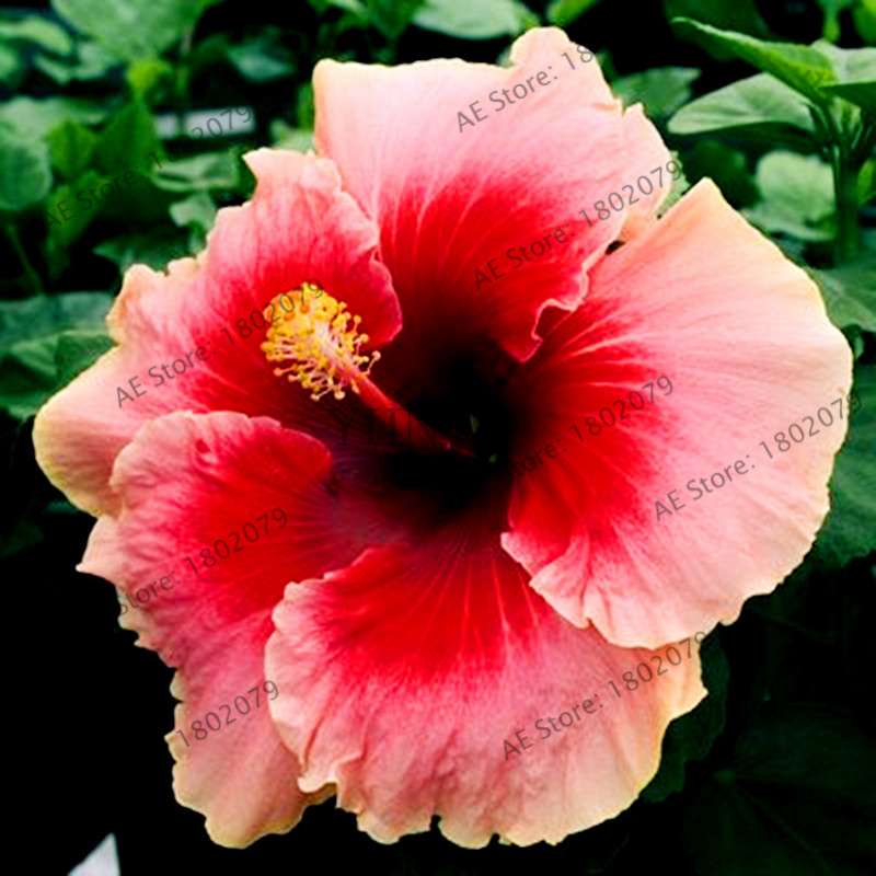 24-Color Giant Dinnerplate Hibiscus Seeds - Perennial Flower for Home, Bonsai & Garden Planting