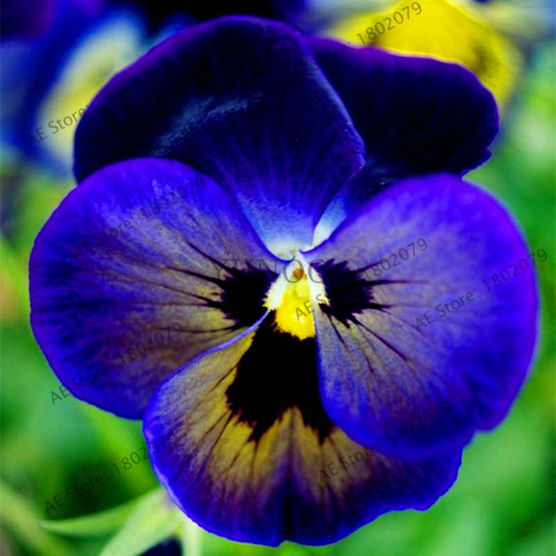 24 Colors Wavy Pansy Seeds - Viola Tricolor for Indoor Bonsai & Home Garden Planting