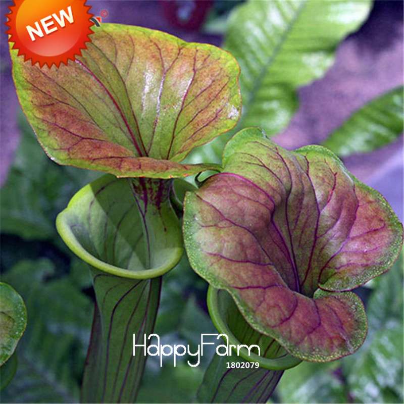 Carnivorous Nepenthes Seeds - Mosquito Eating Plant for Bonsai & Garden - Rare Insectivorous Variety
