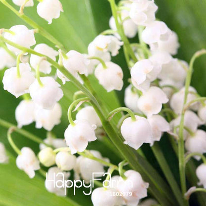6-Color Bell Orchid Seeds - Pack, Vibrant Campanula & Convallaria Flowers for Home Garden Planting