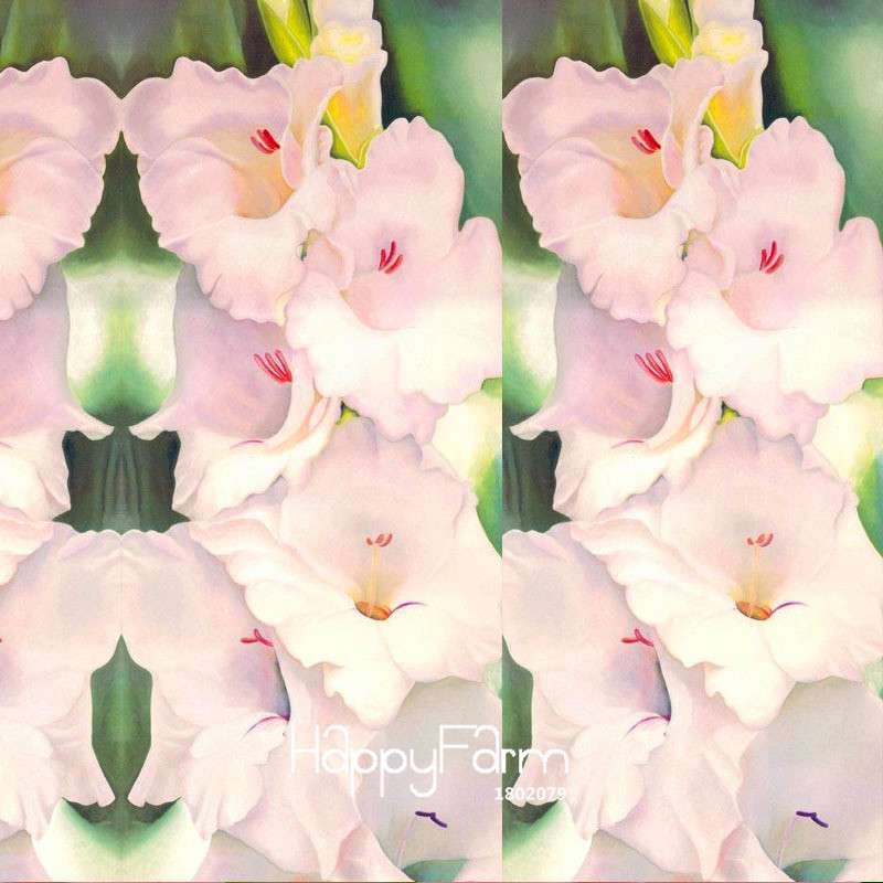 Pink Gladiolus Flower Seeds - for Home Garden, Sword Orchid Bonsai Plants
