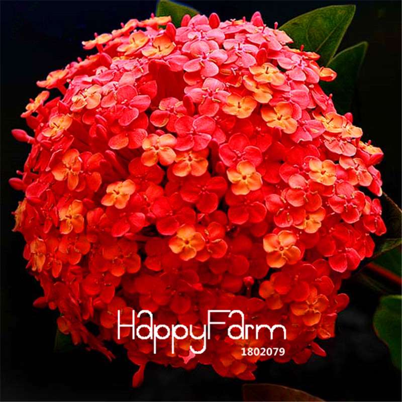 Colorful Lantana Camara Seeds - Indoor Bonsai Flowering Plant - Easy Grow, Bulk - USA Seller