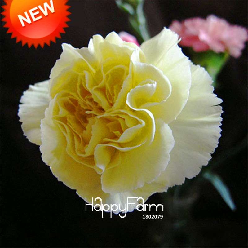 Black Carnation Flower Seeds - Rare Dianthus Bonsai Plants for Home Garden, Unique & Exotic Blooms