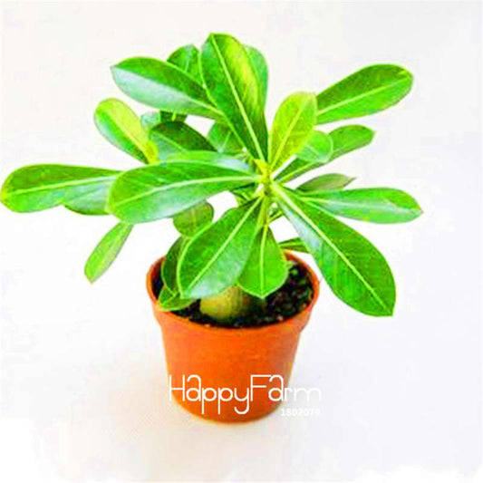Pink Desert Rose Seeds - Exotic Adenium Flower Seeds for Balcony & Potted Plants | Unique Ornamental Blooms