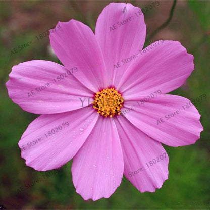 Cosmos Flower Seeds - Mixed Bonsai Seeds for DIY Home & Garden Planting - Easy Grow