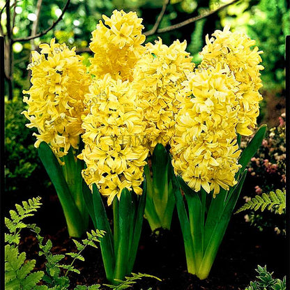 Hyacinth Seeds for Planting - Easy-Grow Potted Bonsai Flowers, Indoor/Outdoor Garden