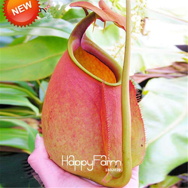 Carnivorous Nepenthes Seeds - Mosquito Eating Plant for Bonsai & Garden - Rare Insectivorous Variety