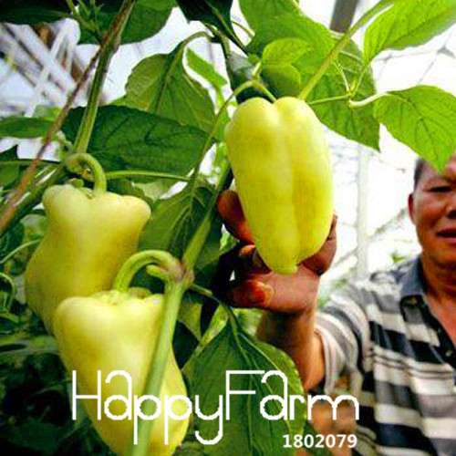 Organic Milk Pepper Seeds - Sweet, Non-GMO Vegetable Seeds for Garden & Pots - USA Shipping