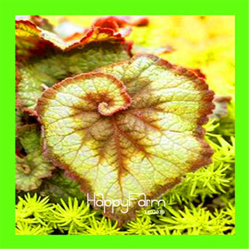 Begonia Flower Seeds - Vibrant Potted Bonsai for Garden, Balcony & Courtyard | Fast-Growing Coleus Seeds