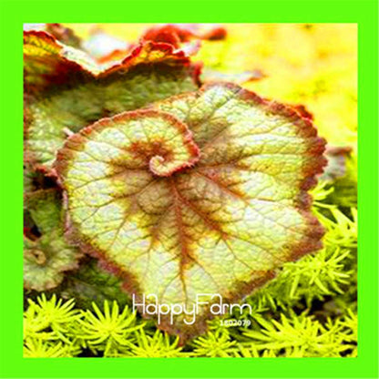 Begonia Flower Seeds - Vibrant Potted Bonsai for Garden, Balcony & Courtyard | Fast-Growing Coleus Seeds