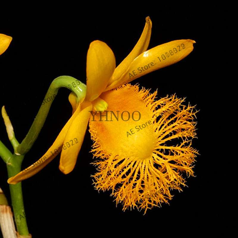 Rare Dendrobium Orchid Seeds - Perennial Indoor & Outdoor Balcony Office Plants