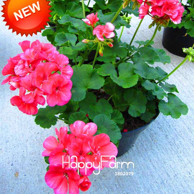Hot Pink Geranium Seeds - Perennial Pelargonium Peltatum for Indoor & Outdoor Planting