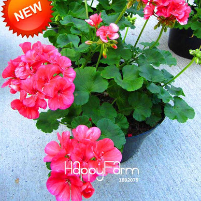 Hot Pink Geranium Seeds - Perennial Pelargonium Peltatum for Indoor & Outdoor Planting
